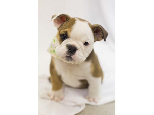 English Bulldog-DOG-Female-Dark Red and White-11333-Petland Wichita, Kansas