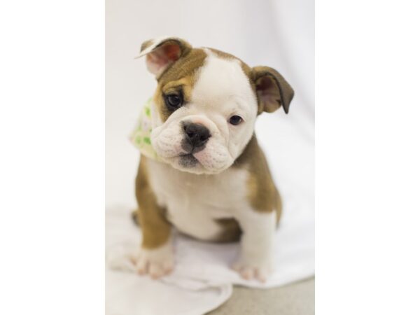 English Bulldog DOG Female Dark Red and White 11333 Petland Wichita, Kansas