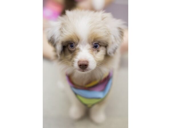 Toy Australian Shepherd DOG Male Red Merle 11331 Petland Wichita, Kansas