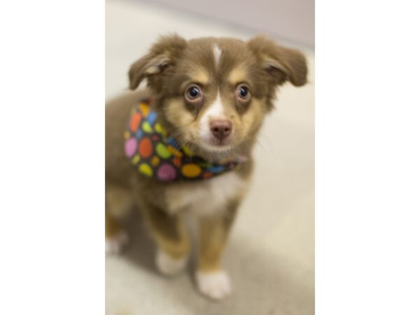 Toy Australian Shepherd DOG Male Light Red Tri 11330 Petland Wichita, Kansas