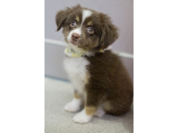 Toy Australian Shepherd DOG Male Red Tri 11329 Petland Wichita, Kansas