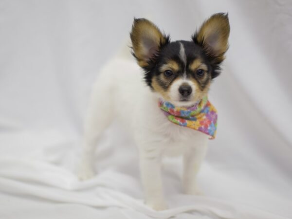 Papillon DOG Female White, Black and Tan 11321 Petland Wichita, Kansas