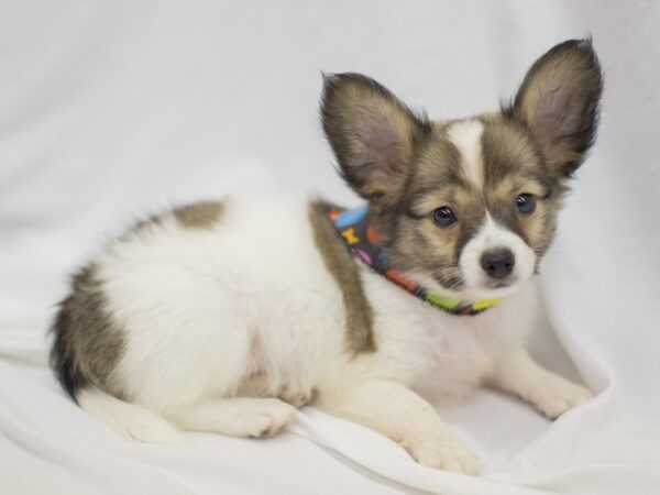 Papillon-DOG-Male-White and Sable-11320-Petland Wichita, Kansas