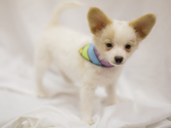 Papillon DOG Male White and Lemon 11319 Petland Wichita, Kansas