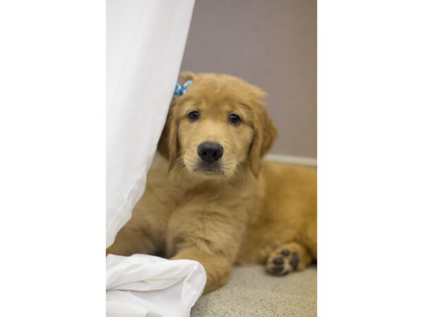 Golden Retriever DOG Female Golden 11318 Petland Wichita, Kansas