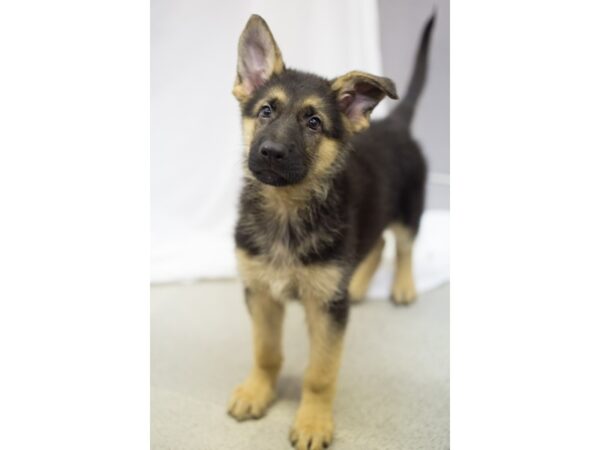 German Shepherd-DOG-Male-Black and Tan-11303-Petland Wichita, Kansas