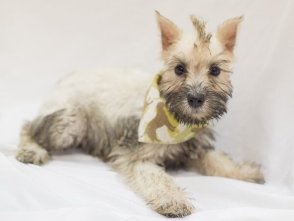 Miniature Schnauzer DOG Male Salt and Pepper 11283 Petland Wichita, Kansas