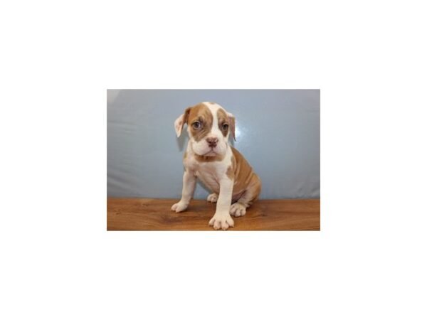 Old English Bulldog-DOG-Male-Red Brindle and White-11360-Petland Wichita, Kansas