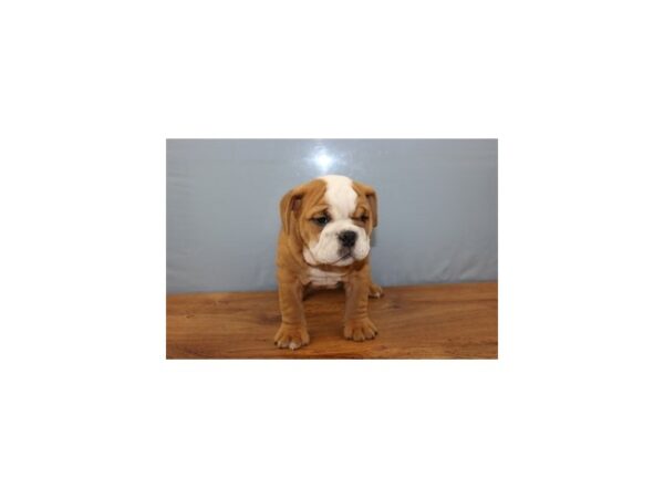 English Bulldog DOG Male Red and White 11364 Petland Wichita, Kansas