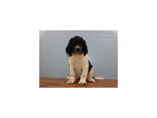 Saint BerDoodle DOG Female Black and White 11361 Petland Wichita, Kansas