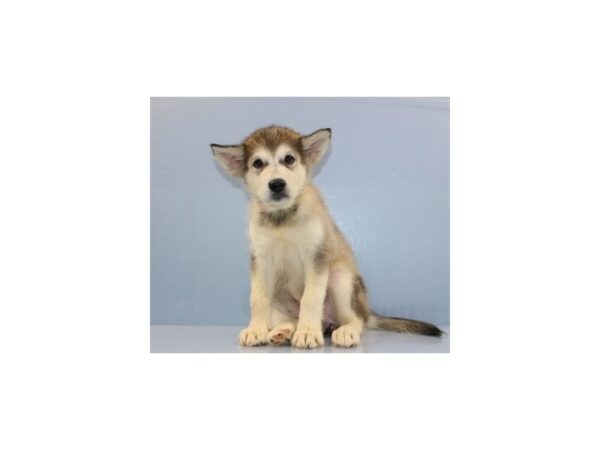 Alaskan Malamute-DOG-Female-Sable and White-11355-Petland Wichita, Kansas