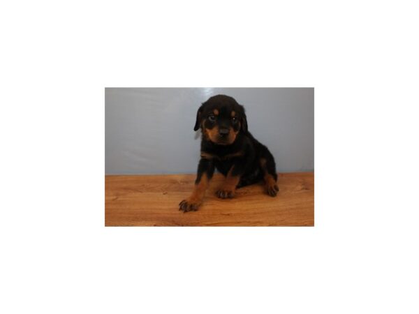 Rottweiler DOG Male Black and Mahogany 11357 Petland Wichita, Kansas