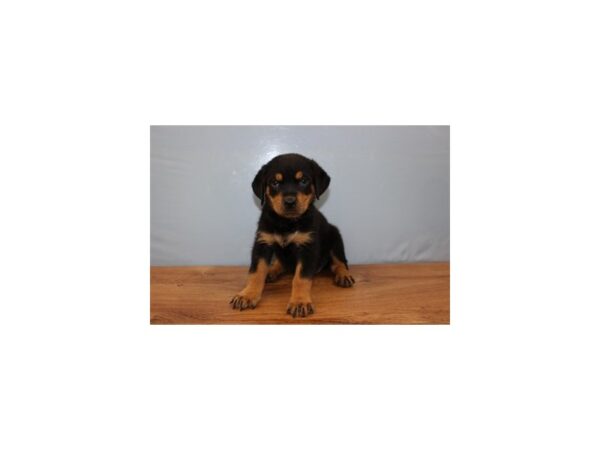 Rottweiler DOG Female Black and Mahogany 11358 Petland Wichita, Kansas