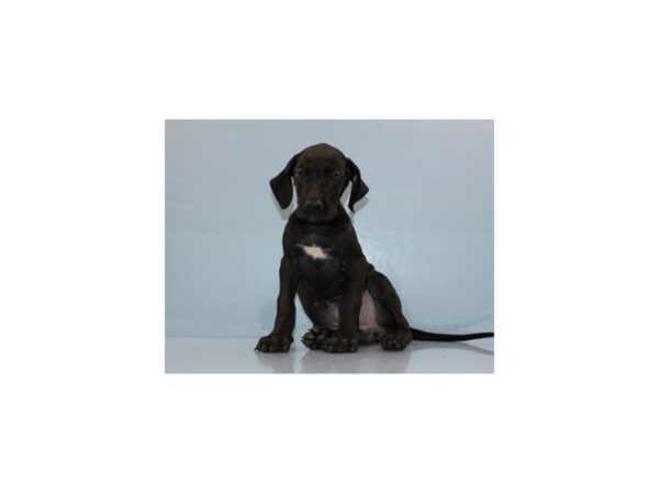 Great Dane DOG Female Black 11356 Petland Wichita, Kansas