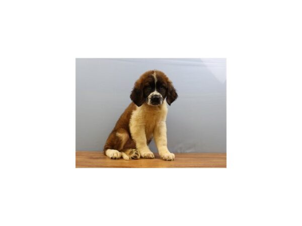 Saint Bernard DOG Female Mahogany and White 11359 Petland Wichita, Kansas