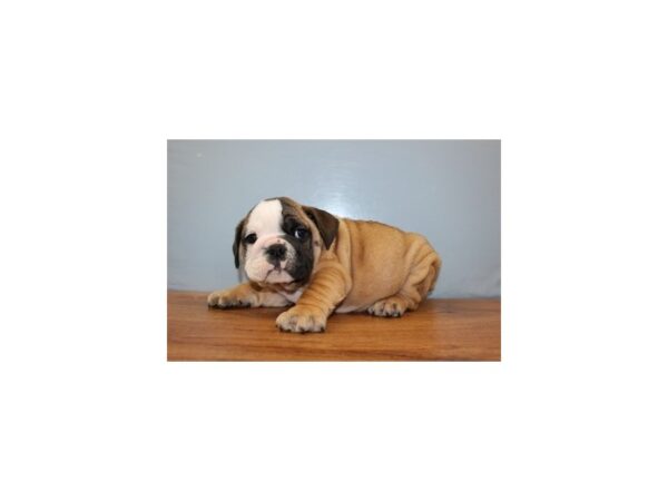 English Bulldog DOG Male Red and White 11371 Petland Wichita, Kansas