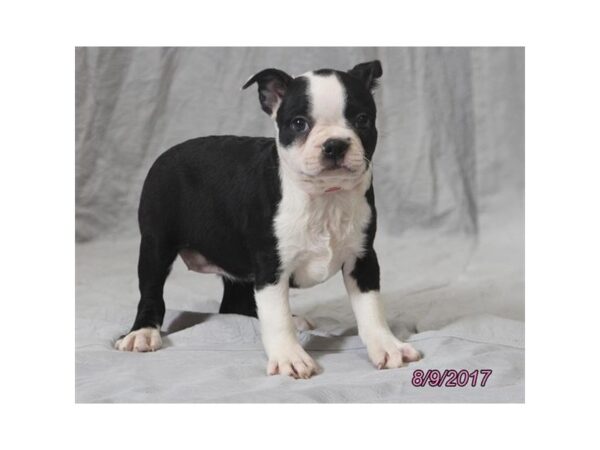 Boston Terrier DOG Female Black / White 11365 Petland Wichita, Kansas