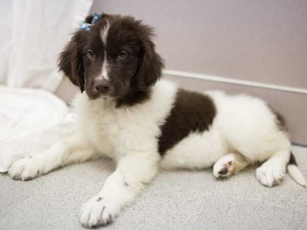 Newfoundland DOG Female Brown and White 11363 Petland Wichita, Kansas