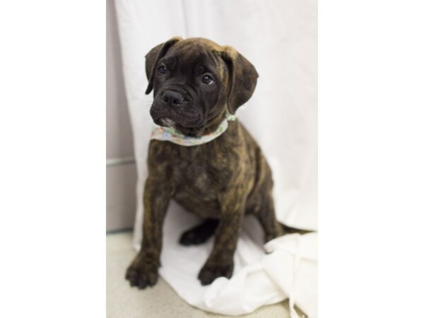 Bull Mastiff DOG Female Red Fawn 11362 Petland Wichita, Kansas