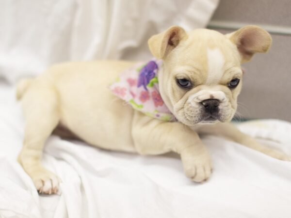 French Bulldog-DOG-Female-Fawn-11354-Petland Wichita, Kansas