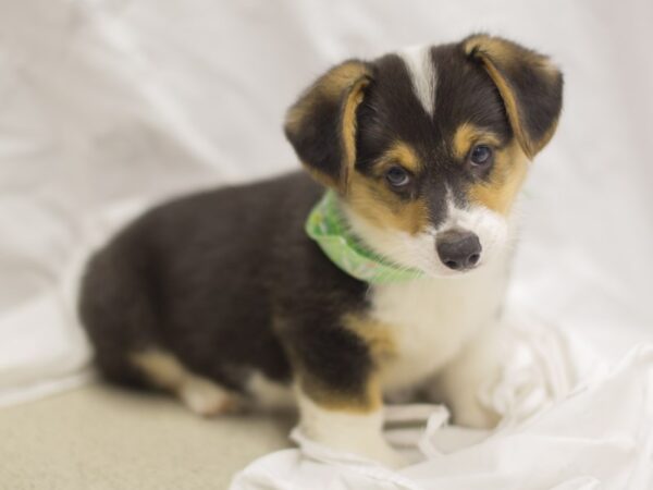 Pembroke Welsh Corgi-DOG-Male-Black and Tan-11348-Petland Wichita, Kansas