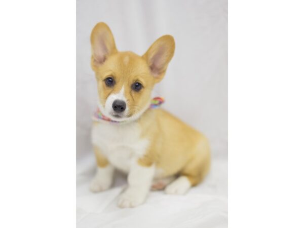 Pembroke Welsh Corgi DOG Female Sable and White 11353 Petland Wichita, Kansas