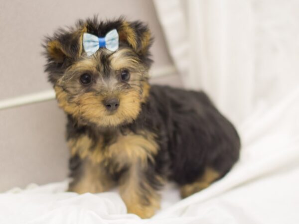 Silky Terrier DOG Female Black and Tan 11352 Petland Wichita, Kansas