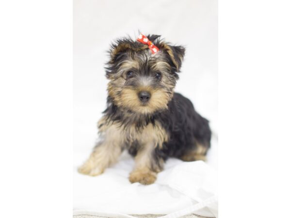 Silky Terrier DOG Female Black and Tan 11351 Petland Wichita, Kansas