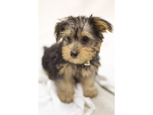 Silky Terrier DOG Male Black and Tan 11350 Petland Wichita, Kansas