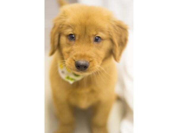 Golden Retriever-DOG-Male-Golden-11349-Petland Wichita, Kansas