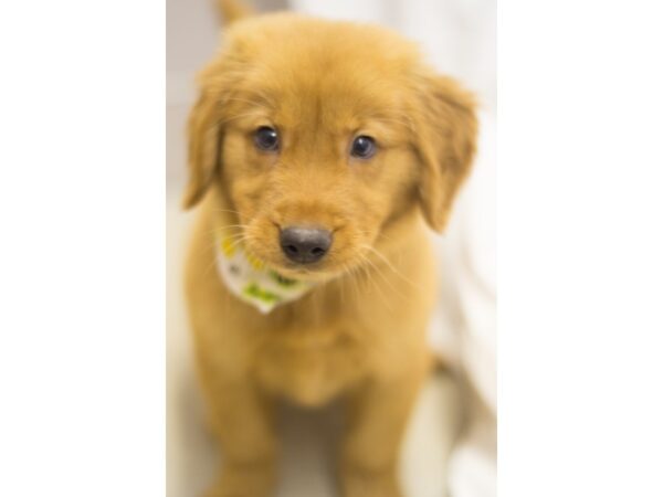 Golden Retriever DOG Male Golden 11349 Petland Wichita, Kansas