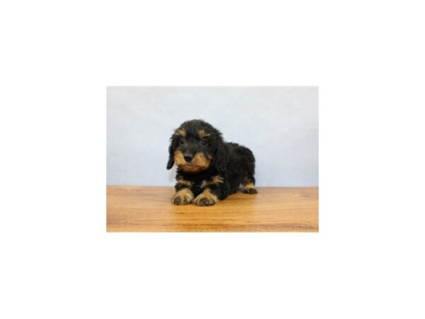 Dachshund DOG Female Black and Tan 11398 Petland Wichita, Kansas