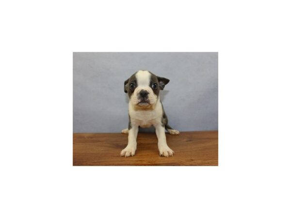 Boston Terrier-DOG-Male-Blue and White-11396-Petland Wichita, Kansas