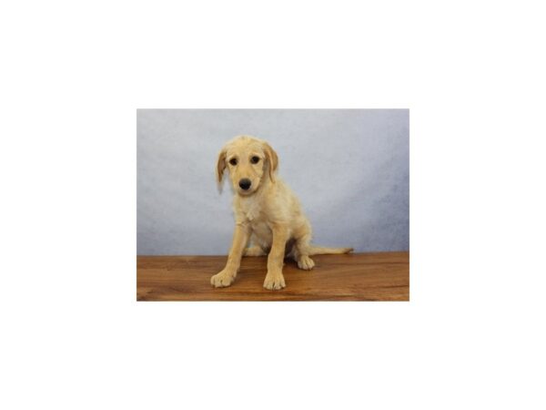 Labradoodle DOG Female Cream 11373 Petland Wichita, Kansas