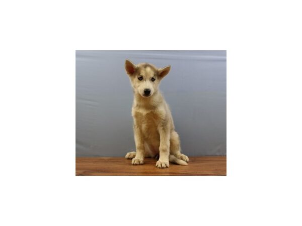 Siberian Husky-DOG-Female-Grey and White-11372-Petland Wichita, Kansas