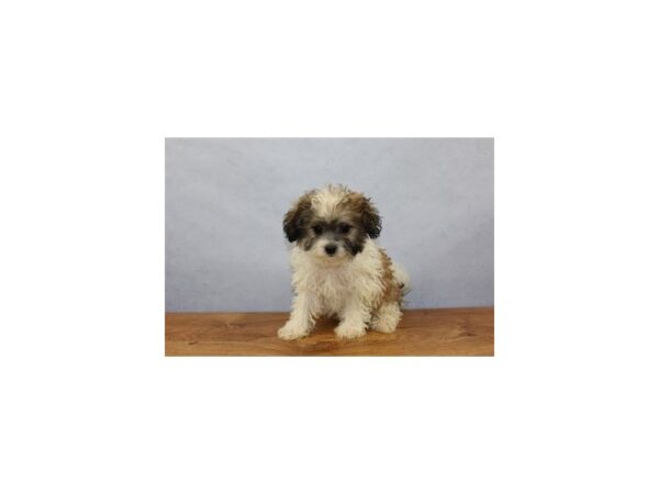 Yorkiepoo-DOG-Female-White and Apricot-11408-Petland Wichita, Kansas