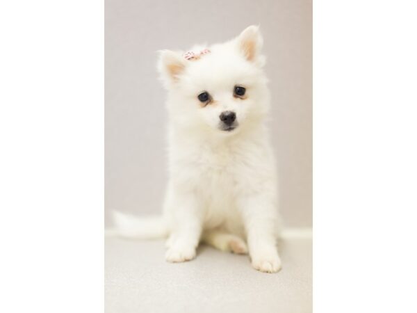 Miniature American Eskimo-DOG-Female-White-11380-Petland Wichita, Kansas