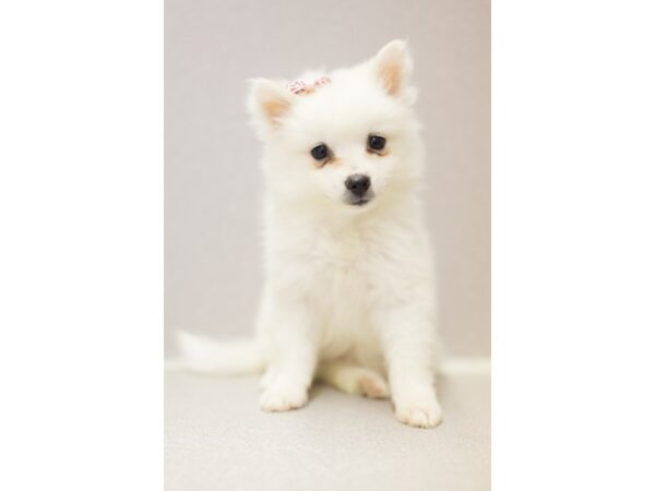 Miniature American Eskimo DOG Female White 11380 Petland Wichita, Kansas