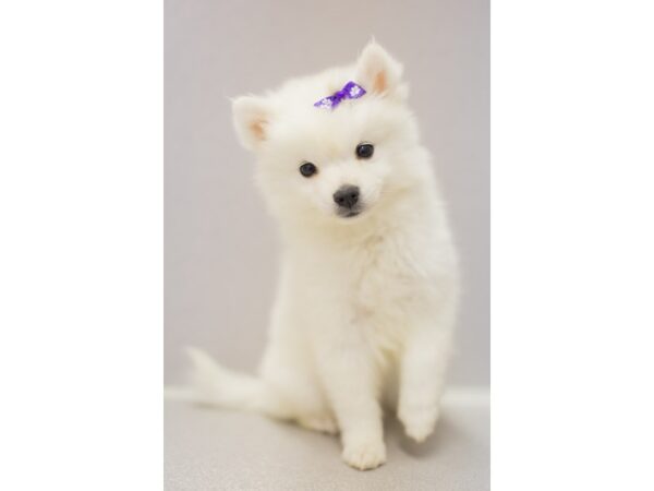 Miniature American Eskimo DOG Female White 11379 Petland Wichita, Kansas