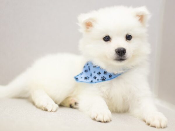 Miniature American Eskimo DOG Male White 11378 Petland Wichita, Kansas