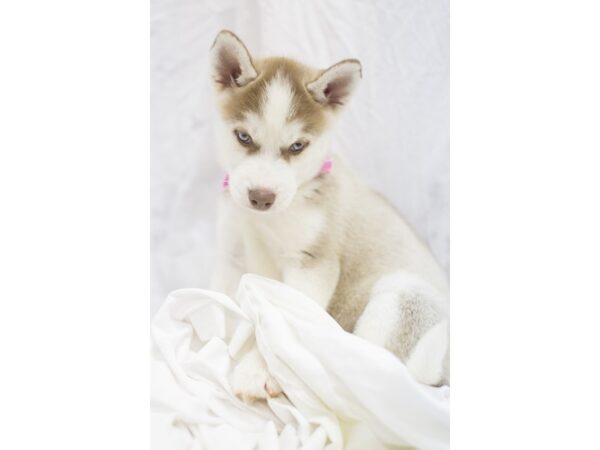 Siberian Husky-DOG-Female-Red and White-11377-Petland Wichita, Kansas