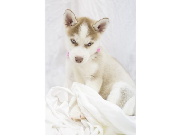 Siberian Husky DOG Female Red and White 11377 Petland Wichita, Kansas