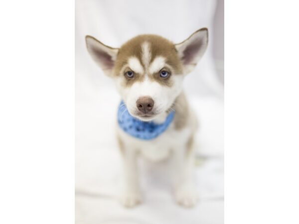 Siberian Husky DOG Male Red and White 11376 Petland Wichita, Kansas