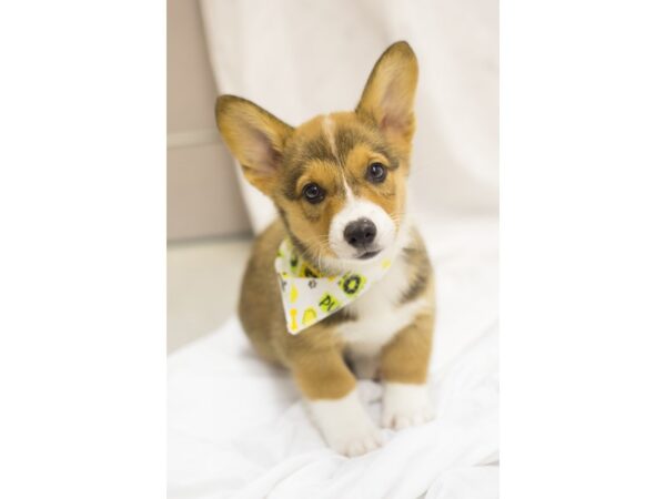 Pembroke Welsh Corgi DOG Male Sable 11375 Petland Wichita, Kansas