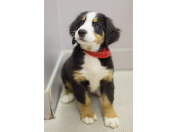 Bernese Mountain Dog DOG Male Black Tri Color 11369 Petland Wichita, Kansas