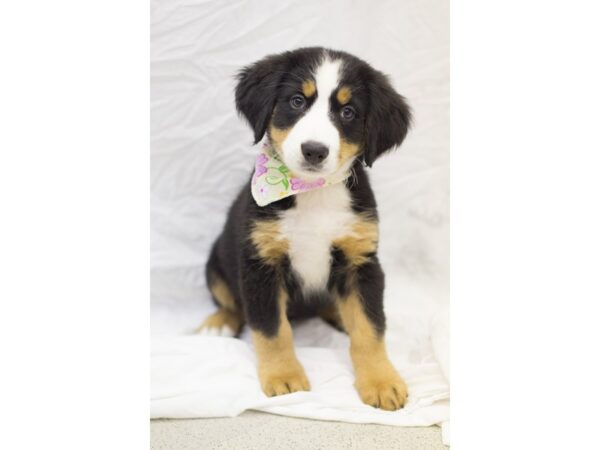 Bernese Mountain Dog-DOG-Female-Black Tri Color-11368-Petland Wichita, Kansas