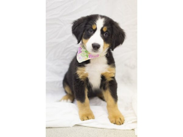 Bernese Mountain Dog DOG Female Black Tri Color 11368 Petland Wichita, Kansas