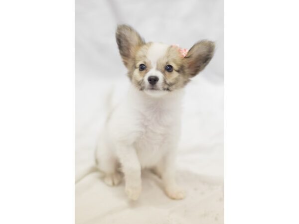 Papillon DOG Female White and Sable 11367 Petland Wichita, Kansas