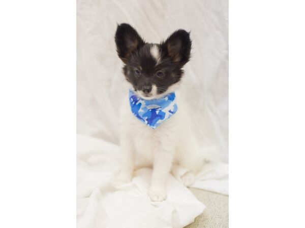 Papillon DOG Male Black and White 11366 Petland Wichita, Kansas