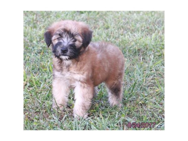 Soft Coated Wheaten Terrier DOG Female Wheaten 11421 Petland Wichita, Kansas